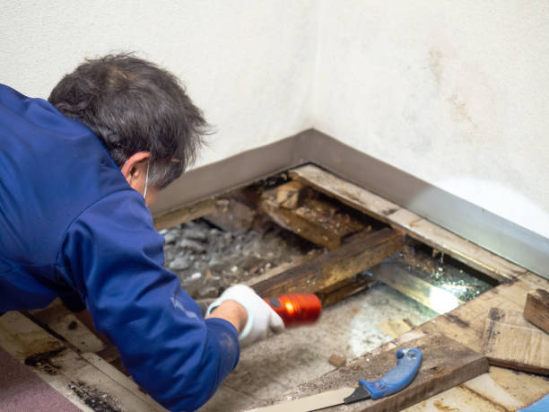 Best Home Mold Removal  in Edcouch, TX
