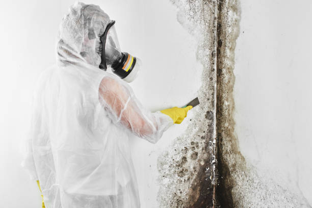 Best Toxic Mold Removal  in Edcouch, TX