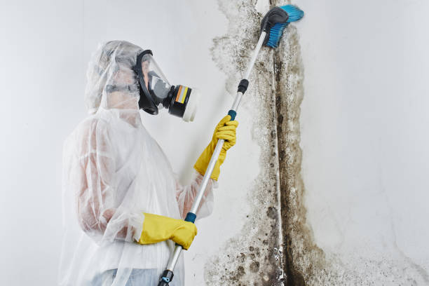 Professional Mold Removal in Edcouch, TX
