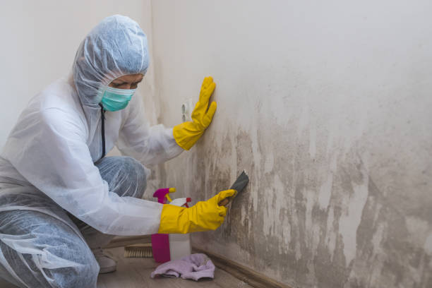 Best Black Mold Removal  in Edcouch, TX