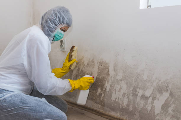 Best Mold Damage Repair  in Edcouch, TX