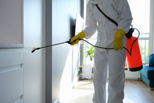 Best Same-Day Mold Removal  in Edcouch, TX