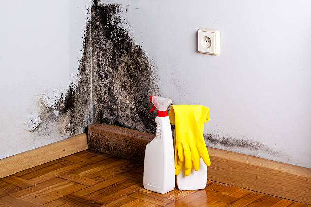 Best Attic Mold Removal  in Edcouch, TX