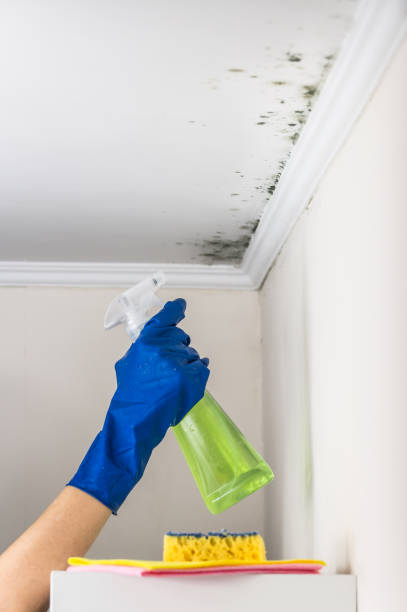Best Local Mold Removal Service  in Edcouch, TX